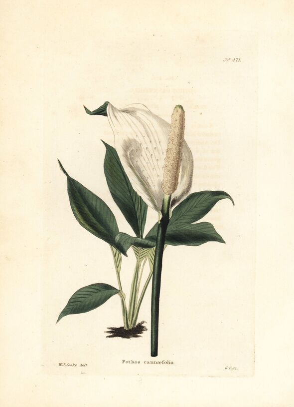 Peace lilies will thrive with 1 simple trick that takes just seconds