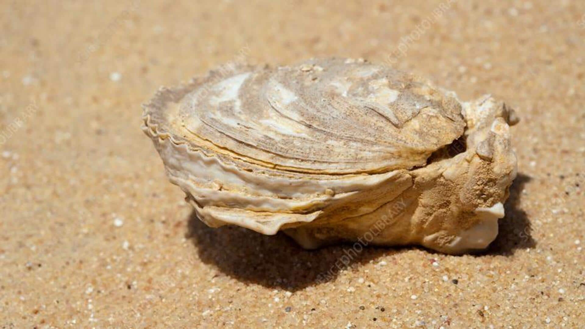 Desert fossil hunting: Tips, tricks, and must-knows