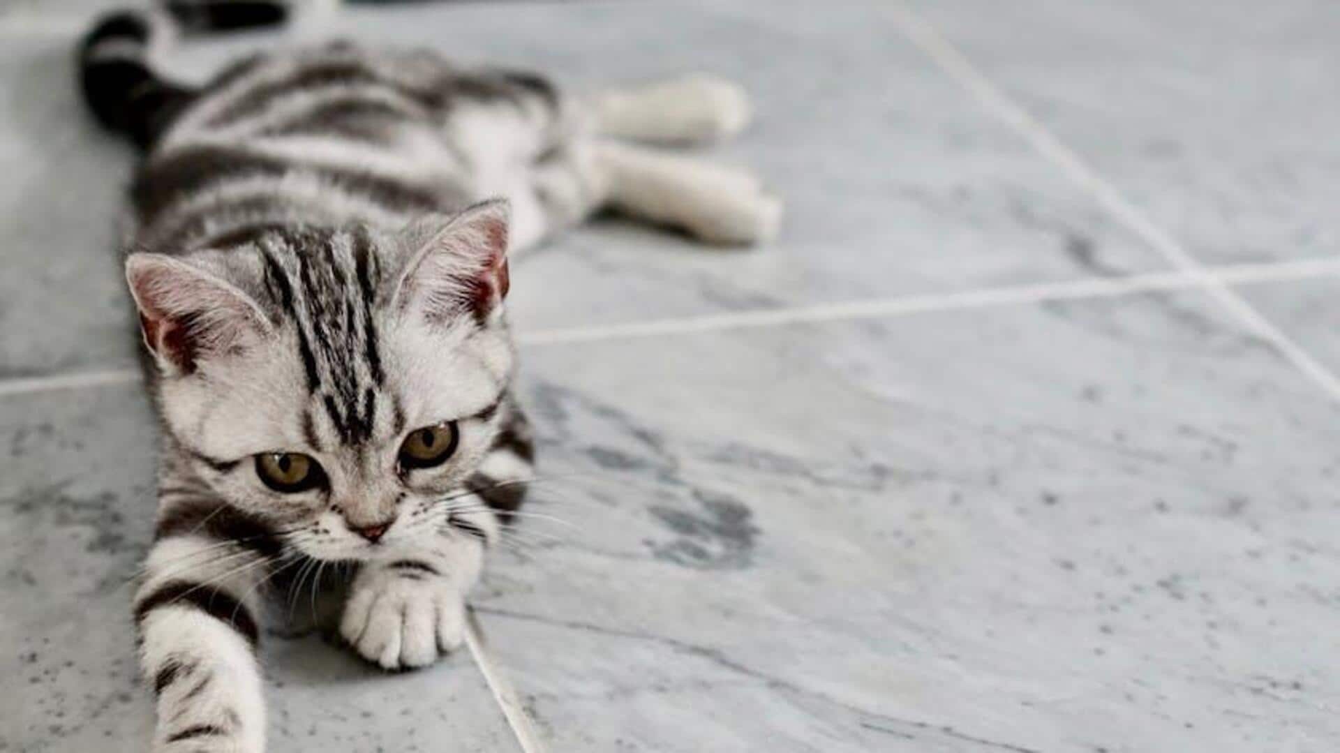 How to maintain spotless floors with pets at home