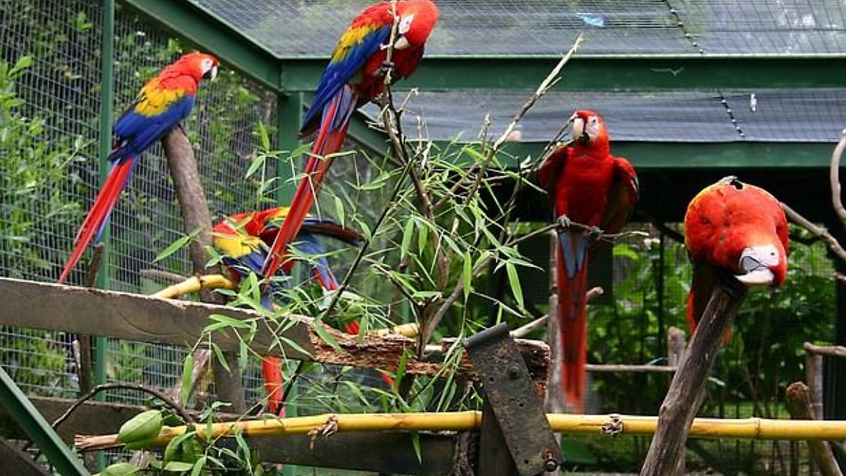 Mumbai News: BMC Receives 9 Bids For ₹166-Crore Exotic Bird Park Project At Nahur
