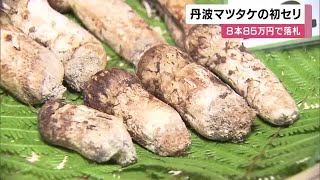 Eight Tamba Matsutake Mushrooms Sell for 850,000 Yen at First Auction