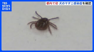 Deadly Tick-Borne Virus Detected in Tokyo Dog for First Time