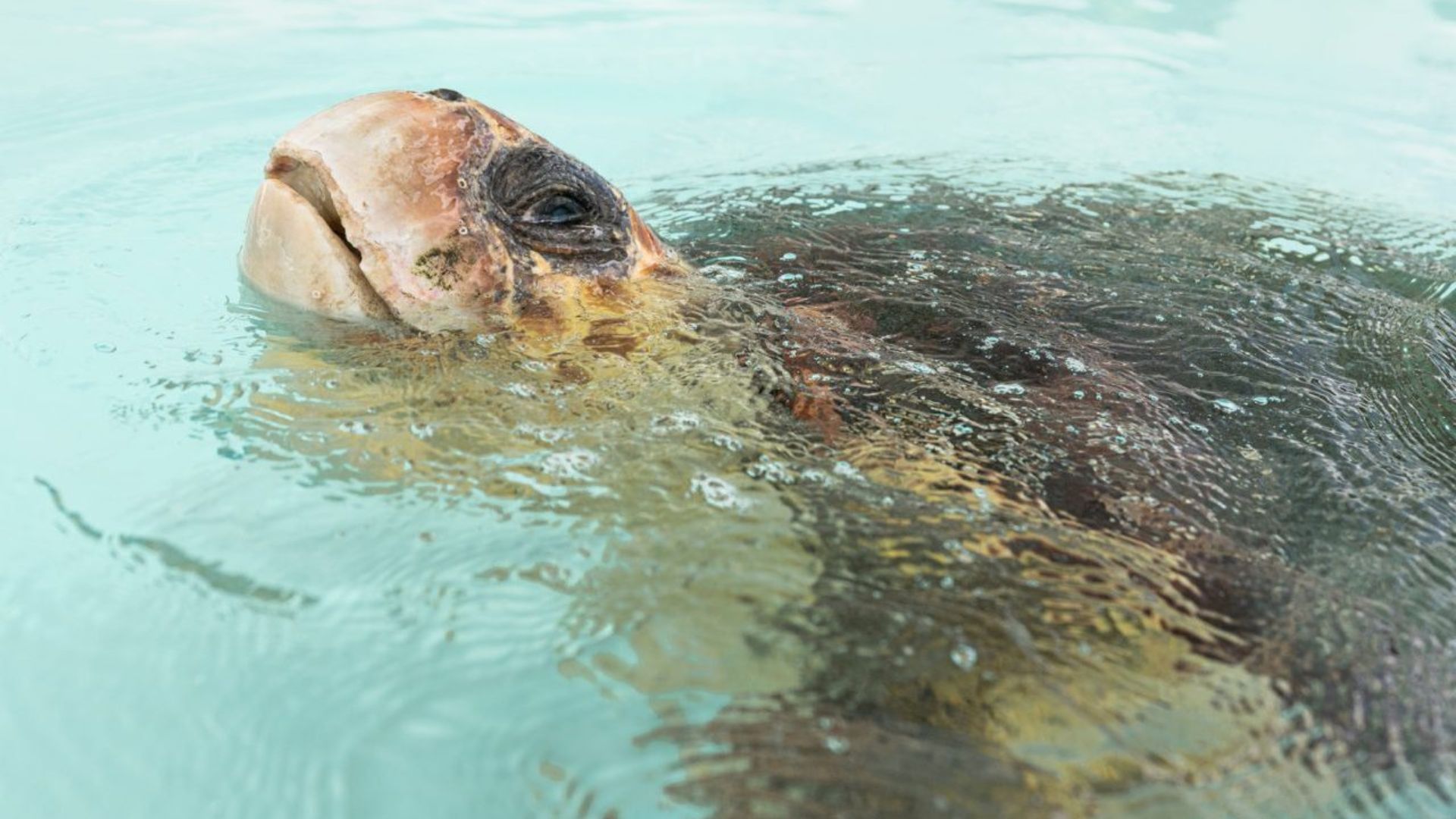 Endangered loggerhead sea turtle released to Atlantic Ocean from Florida beach