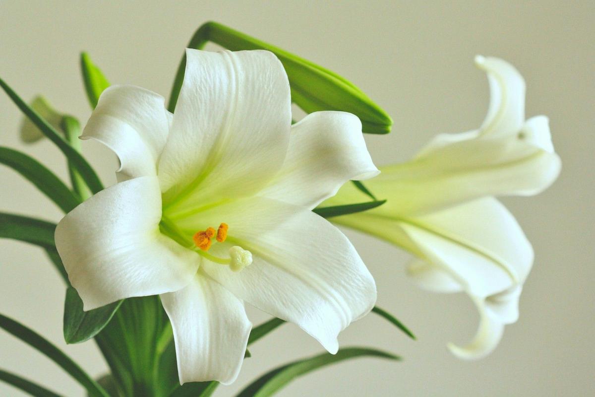 Malvin “Mal” F. Patton, 88, Sartell