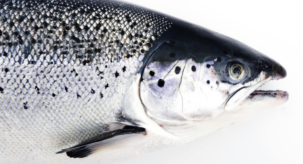 EU pulls up Norway salmon exports despite weaker demand across most main markets